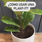 Vasija de Greda para Autorriego -Plant-it (350cc)